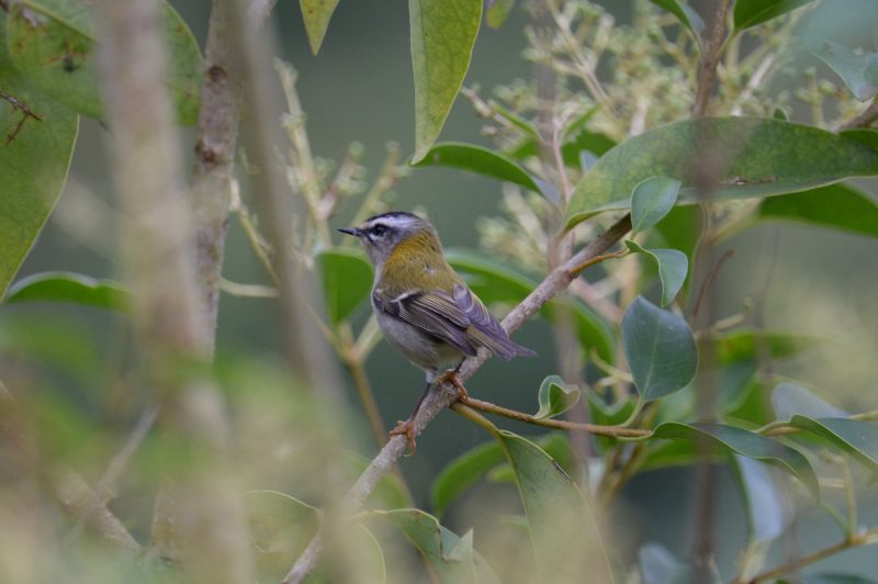 Roitelet triple-bandeau